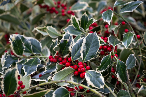 Photography Close up of fresh cut holly branches, dark green and white variegated leaves wit