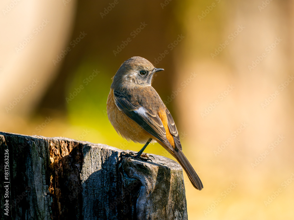 Naklejka premium 切り株にとまるジョウビタキのオス