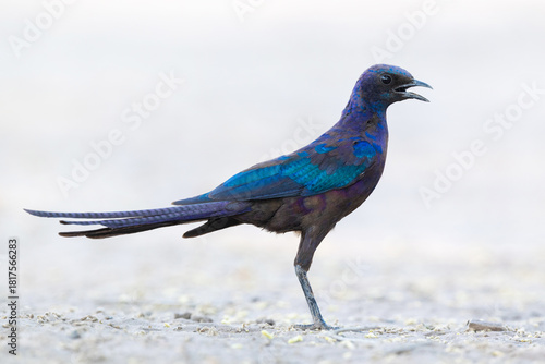 Colorful Meves's starling standing on a sandy ground in Linyanti, Chobe National Park, in Botswana