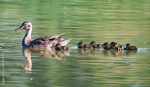 Mallard duck and ducklings