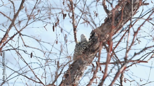 Wallpaper Mural 巣作りをするシマエナガ Torontodigital.ca