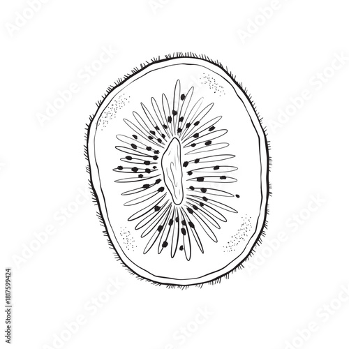 Bright fruit slice, Colorful illustration of kiwi interior