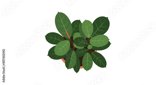 rubber plant illustration a potted plant from above for interior design visuals and adding a touch of nature and calm to design projects