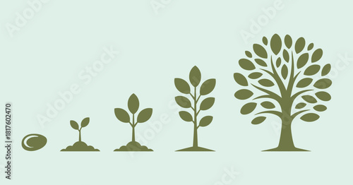 a detailed set of illustrations of nature plant growth stages, from seed to sprout to mature tree with green leaves, ideal for educational posters, and environmental awareness visuals.