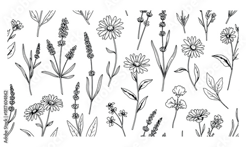Hand drawn botanical illustration of lavender and wildflowers in black and white