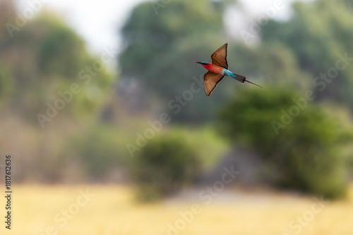Colorful Southern carmine bee-eater flying in a savannah near Khwai in Botswana