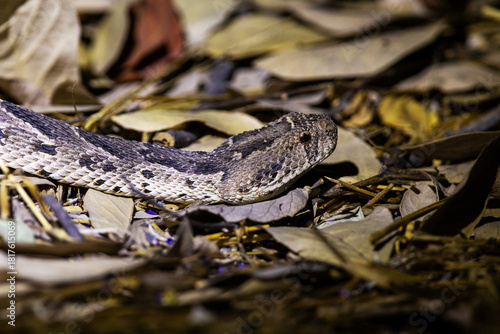 Closeup portrait of a highly venomous viper, the Puff adder during nighttime, lit with flashlight in Khwai, Botswana