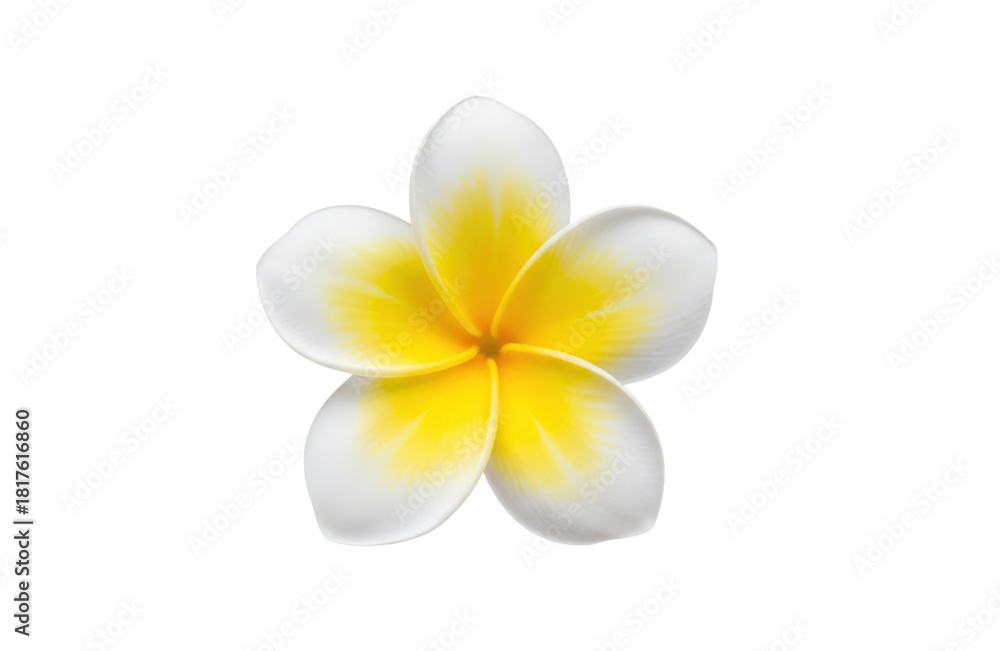 Naklejka premium Beautiful tropical plumeria flower with white petals and a bright yellow center, isolated on transparent background, perfect for summer and spa themes