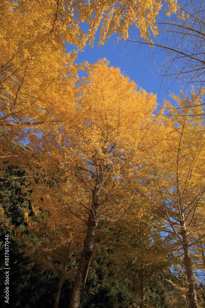 Fototapeta premium 愛媛県久万高原町 高野展望台の銀杏の森