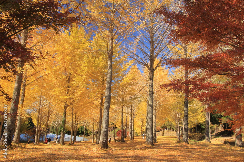 Naklejka premium 愛媛県久万高原町 高野展望台の銀杏の森