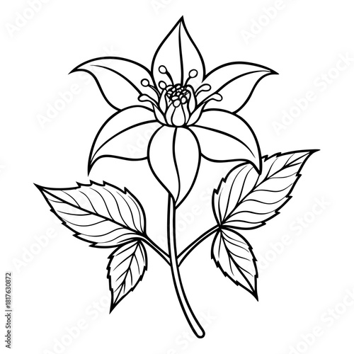 epimedium grandiflorum rose queen line art flower