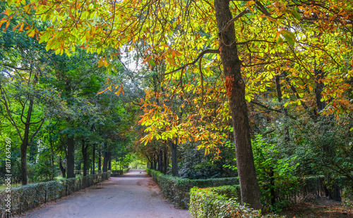 Autumn, forest, El Retiro Park, Madrid, Spain, Europe