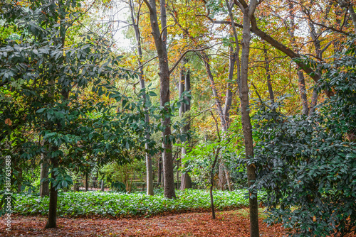 Autumn, forest, El Retiro Park, Madrid, Spain, Europe