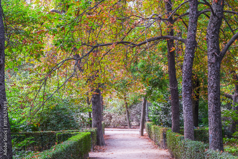 Fototapeta premium Autumn, forest, El Retiro Park, Madrid, Spain, Europe