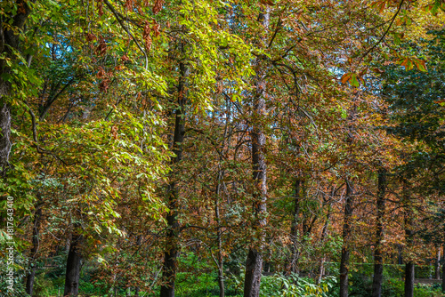 Autumn, forest, El Retiro Park, Madrid, Spain, Europe