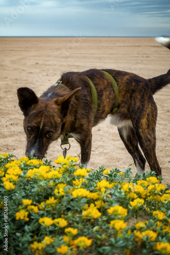 Brindle dog wearing a harness exploring and smelling yellow wild