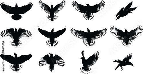 Black Crow Raven Bird Flying Silhouette Set, Collection of Different Wingspreads and Flight Poses Vector Illustration, for Tattoo Design and Logo Asset.