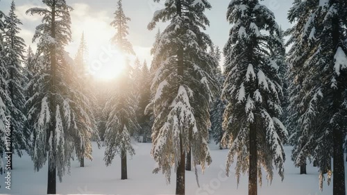 Sunlight Streaming Through a Snow-Covered Forest