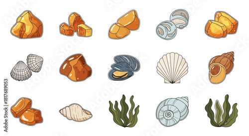 A collection of various marine elements including amber stones, different types of seashells, and green seaweed, depicted in a cartoon or vector style.