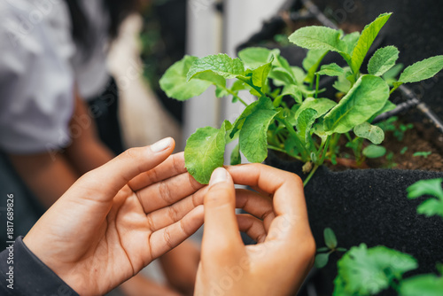 Student hands touching green plant in vertical school garden