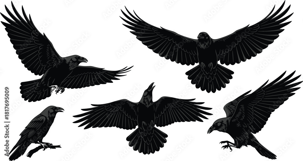 Obraz premium Collection Of Black Raven Silhouettes Featuring Flying And Perching Crows Vector Illustration Set For Halloween And Gothic Design