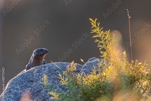 King's skink (Egernia kingii), Perth Hills, Western Australia