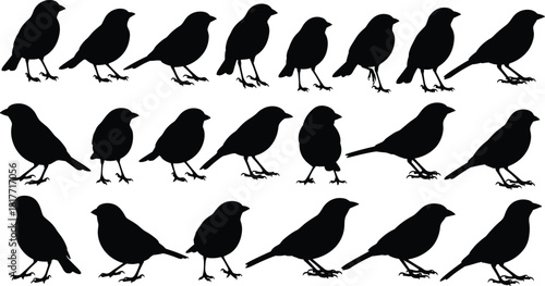 Black Silhouette Bird Set, Sparrow and Finch Vector Graphic Collection of Small Birds Standing, Perching, and Flying Stances for Nature, Wildlife, and Aviary Designs, Isolated on White Background