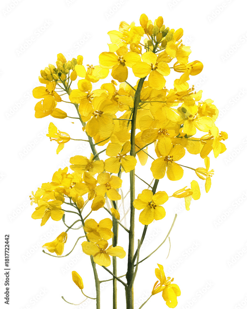 Obraz premium Vibrant Yellow Rapeseed Flowers Cluster on Transparent Background, PNG