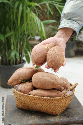 Fresh Sweet Potato Harvest - Hand Picking Organic Potatoes from Wicker Basket in Garden