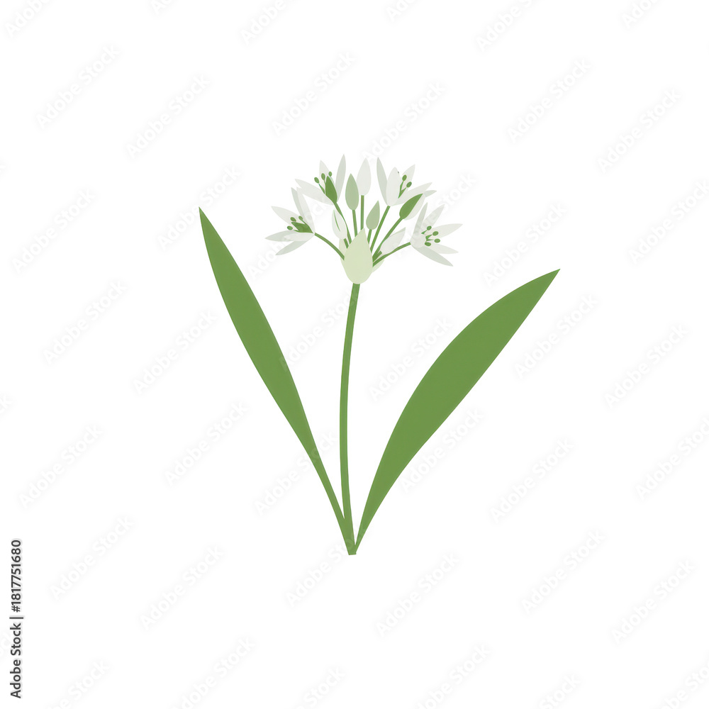 Obraz premium Vibrant illustration of a spring onion flower isolated on white background