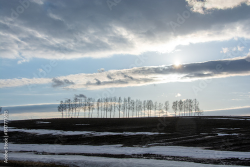 雪解けの丘とシラカバ並木

