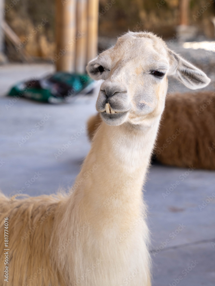 Obraz premium Andean llama in natural landscape, South American wildlife photography