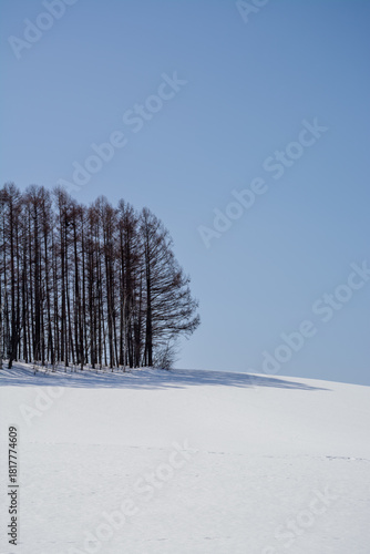 雪の丘とカラマツ林と青空
