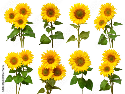 Sunflowers collection various bouquet isolated on white background. Sun symbol. Flowers yellow, agriculture. Seeds and oil. Flat lay, top view. Bio. Eco