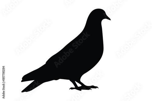 Side profile black silhouette of standing pigeon bird isolated