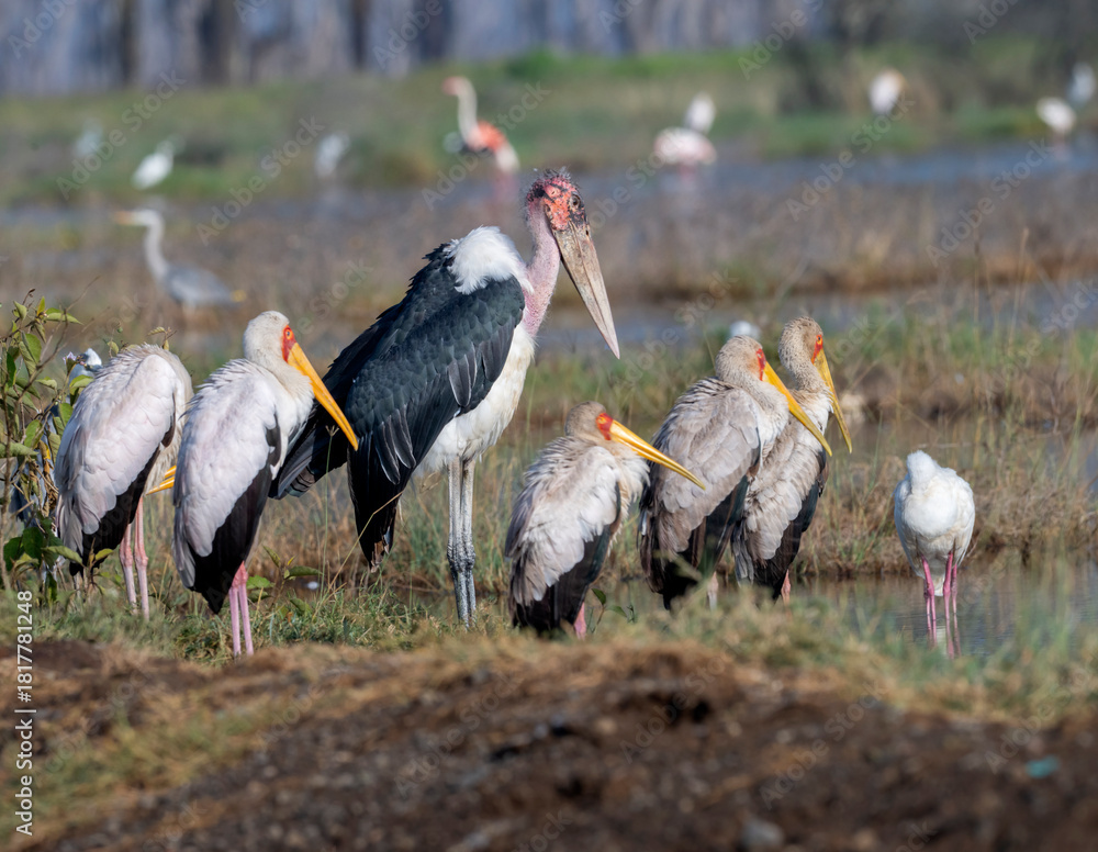 Obraz premium Marabou and Yellow-billed Stork Mycteria ibises in Lake Nakuru, Kenya
