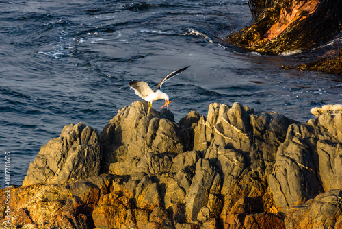 Gaviota en las Rocas