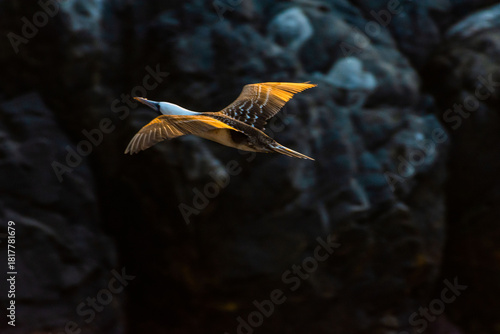 Majestuoso Vuelo