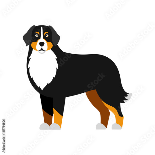 Bernese Mountain Dog With Tricolor Coat Minimal And Simple Colorful Vector White Background Only