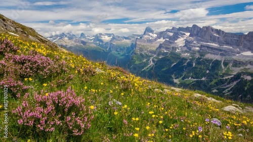 alpine meadow with flowers