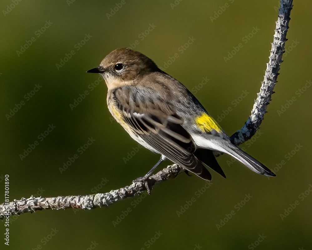 Φωτογραφία Yellow Rumped Warbler on a branch