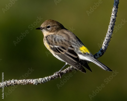 Valokuva Yellow Rumped Warbler on a branch