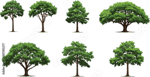 Deciduous tree illustration, botanical sketch, foliage variety, landscape design asset, tree silhouette, nature drawing, seasonal vegetation, educational reference, artistic resource