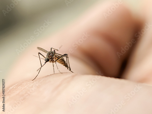 Foto Close-up of a dengue mosquito biting human skin