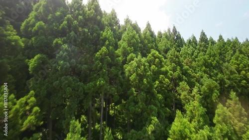 下草が生い茂る森林地帯