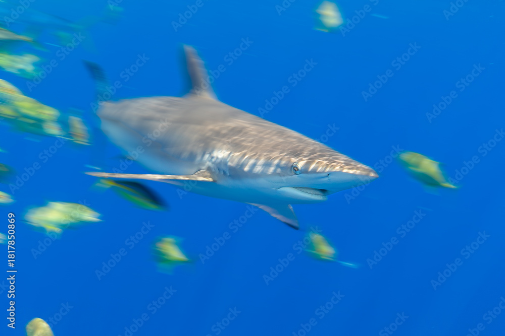 Obraz premium Motion Blur Silky Shark underwater