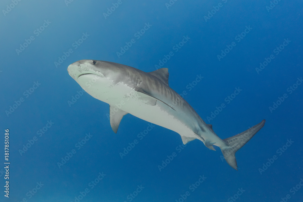 Fototapeta premium Tiger Shark Maldives