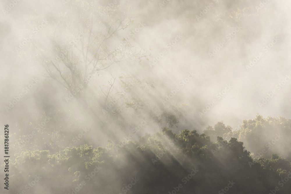 Fototapeta premium Ethereal sunbeam and light ray piercing through mysterious fog in serene morning forest. An atmospheric landscape showing beautiful, peaceful nature background
