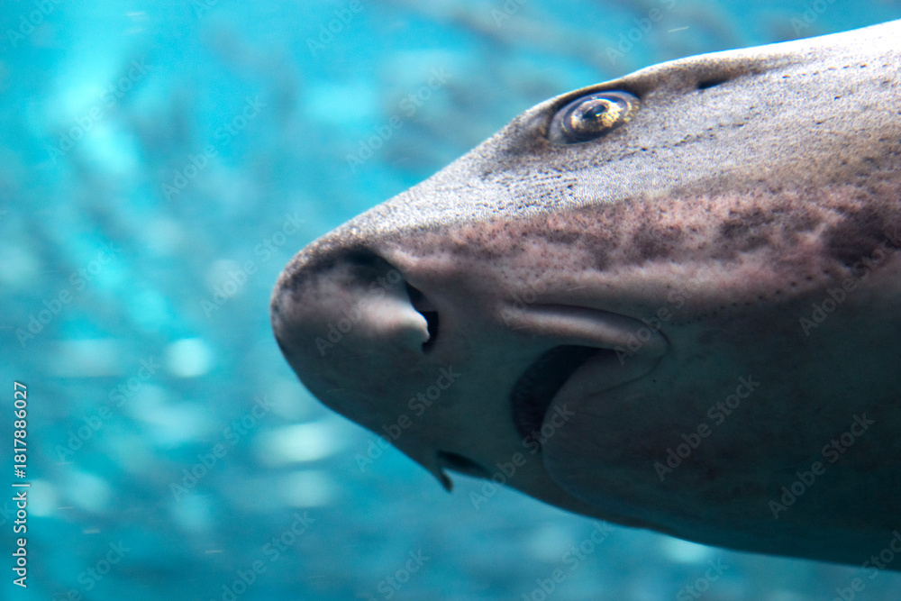 Naklejka premium Close-Up View of a Shark Swimming Underwater
