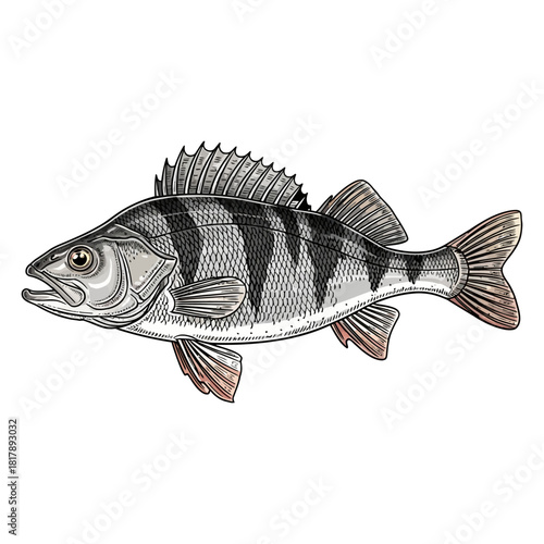 European perch fish fishing logo illustration vector image t shirt design